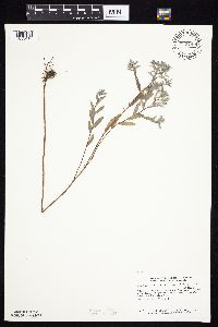 Symphyotrichum sericeum image