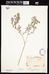 Symphyotrichum sericeum image