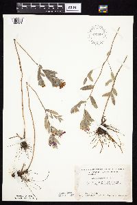Symphyotrichum sericeum image
