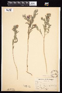 Symphyotrichum sericeum image