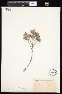 Symphyotrichum sericeum image