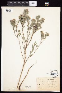 Symphyotrichum sericeum image