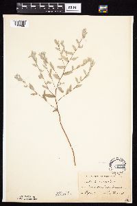 Symphyotrichum sericeum image