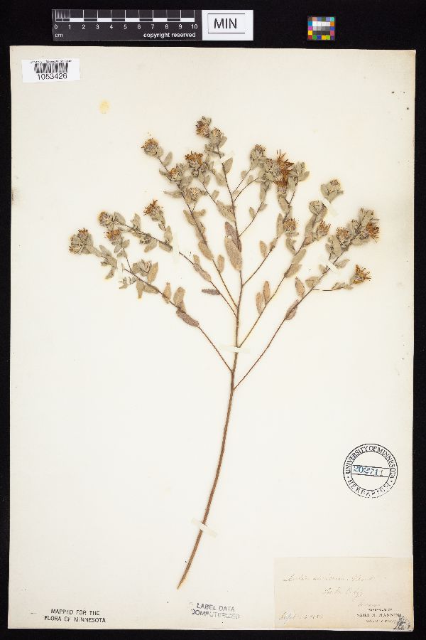 Symphyotrichum sericeum image