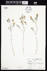Symphyotrichum sericeum image