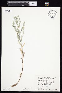 Symphyotrichum sericeum image