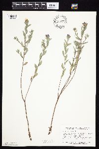 Symphyotrichum sericeum image