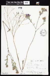 Symphyotrichum sericeum image