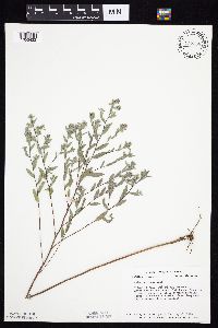 Symphyotrichum sericeum image