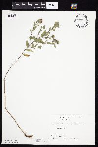 Symphyotrichum sericeum image