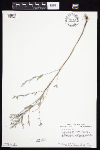 Symphyotrichum sericeum image