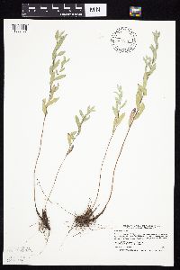 Symphyotrichum sericeum image