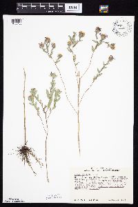 Symphyotrichum sericeum image