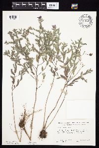 Symphyotrichum sericeum image