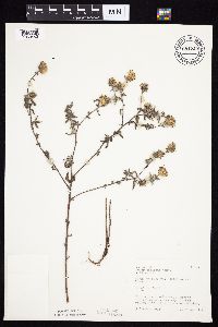 Symphyotrichum sericeum image