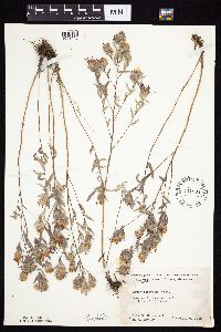 Symphyotrichum sericeum image