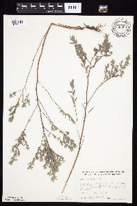 Symphyotrichum sericeum image