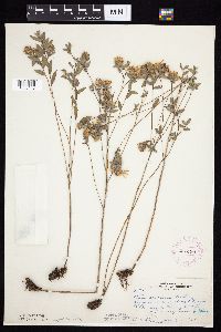 Symphyotrichum sericeum image