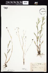 Symphyotrichum sericeum image