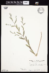 Symphyotrichum sericeum image