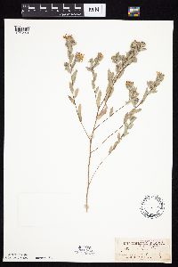 Symphyotrichum sericeum image