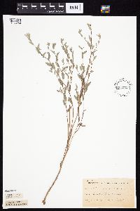 Symphyotrichum sericeum image