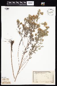 Symphyotrichum sericeum image