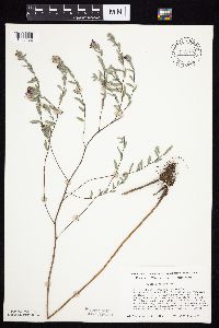 Symphyotrichum sericeum image