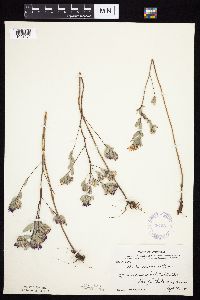 Symphyotrichum sericeum image