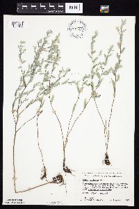 Symphyotrichum sericeum image