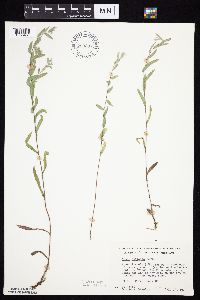 Symphyotrichum sericeum image