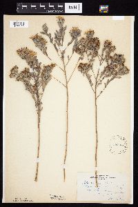 Symphyotrichum sericeum image