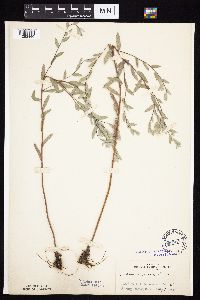 Symphyotrichum sericeum image