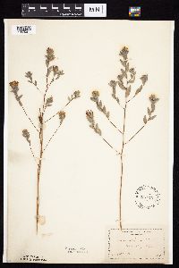Symphyotrichum sericeum image