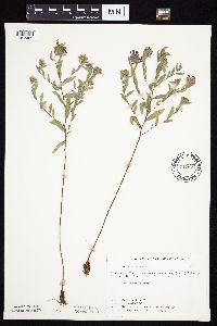 Symphyotrichum sericeum image