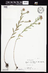Symphyotrichum sericeum image