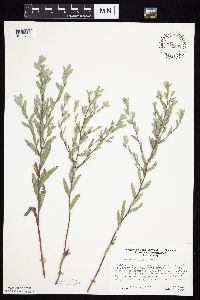 Symphyotrichum sericeum image