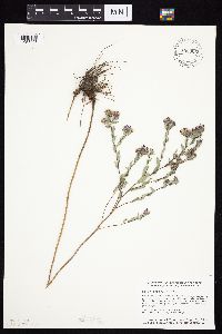 Symphyotrichum sericeum image