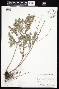 Symphyotrichum sericeum image