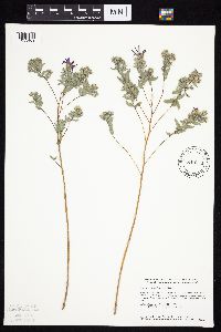 Symphyotrichum sericeum image