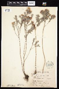 Symphyotrichum sericeum image