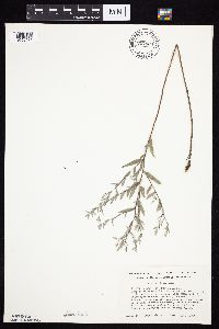 Symphyotrichum sericeum image