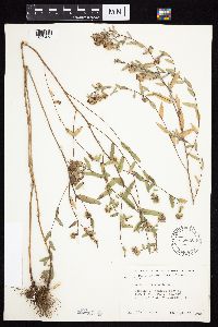 Symphyotrichum sericeum image