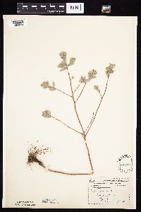 Symphyotrichum sericeum image