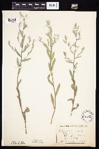Symphyotrichum sericeum image