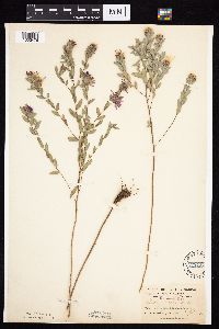 Symphyotrichum sericeum image