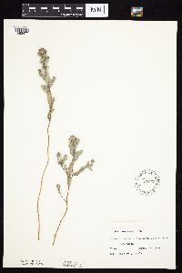 Symphyotrichum sericeum image