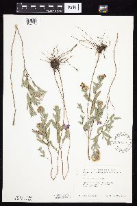 Symphyotrichum sericeum image