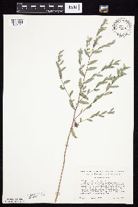 Symphyotrichum sericeum image