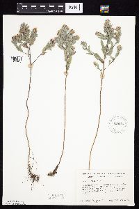 Symphyotrichum sericeum image